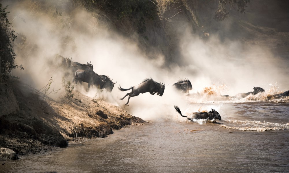 Uganda Trek & Masai Mara Safari